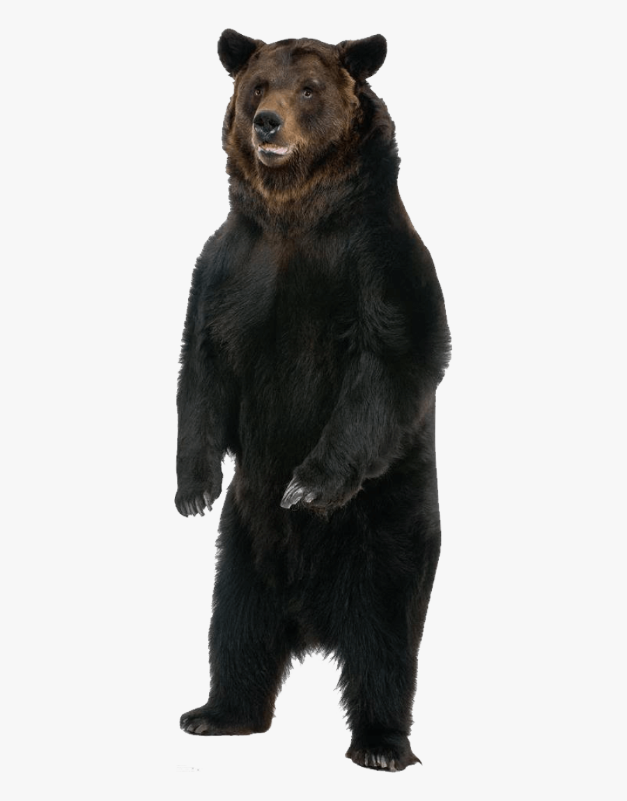 Bear Cardboard Cutout, Transparent Clipart