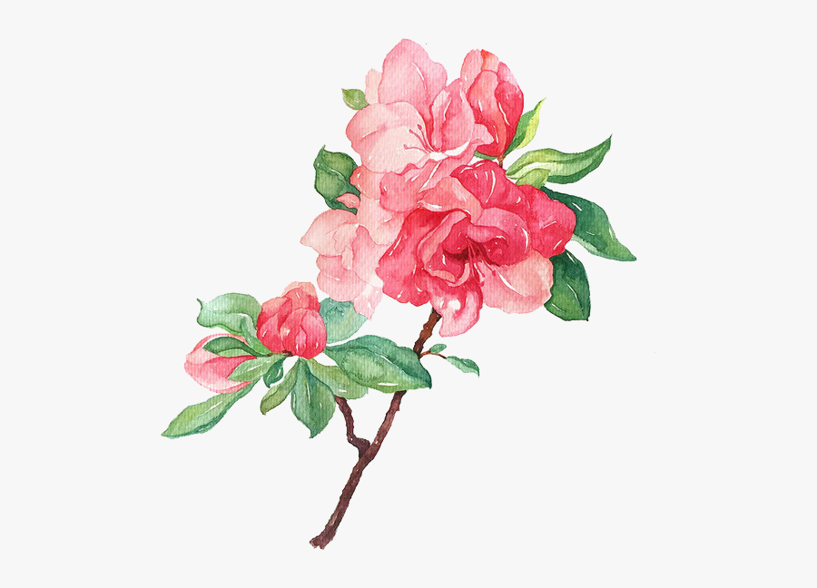 Garden Roses Flower Illustration - Bloomih Flower Transparent, Transparent Clipart