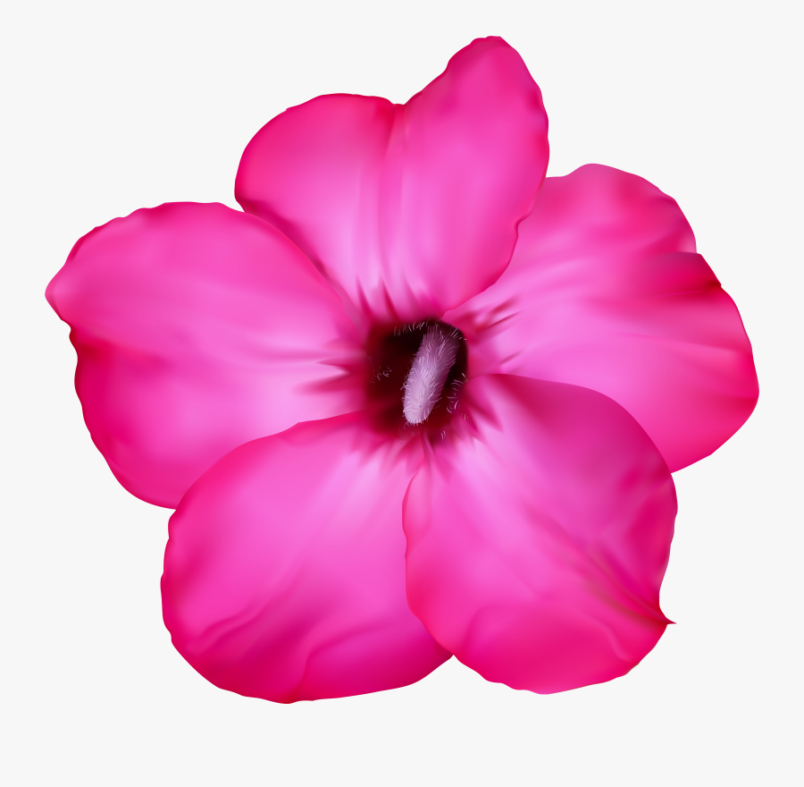 Flower Pink Clip Art Png Image - Desert Rose Drawing, Transparent Clipart