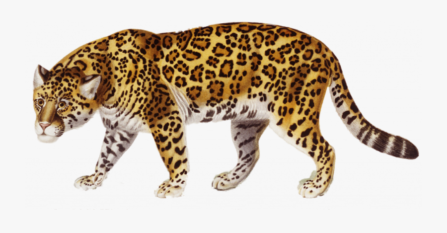 Backgrounds X Best Wallpapers - Jaguar Png, Transparent Clipart