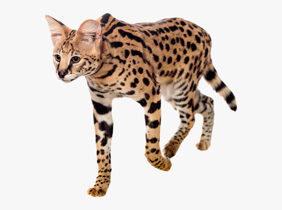 Clip Art Cats Pinterest And Zoos - Leptailurus Serval The Serval White Background, Transparent Clipart