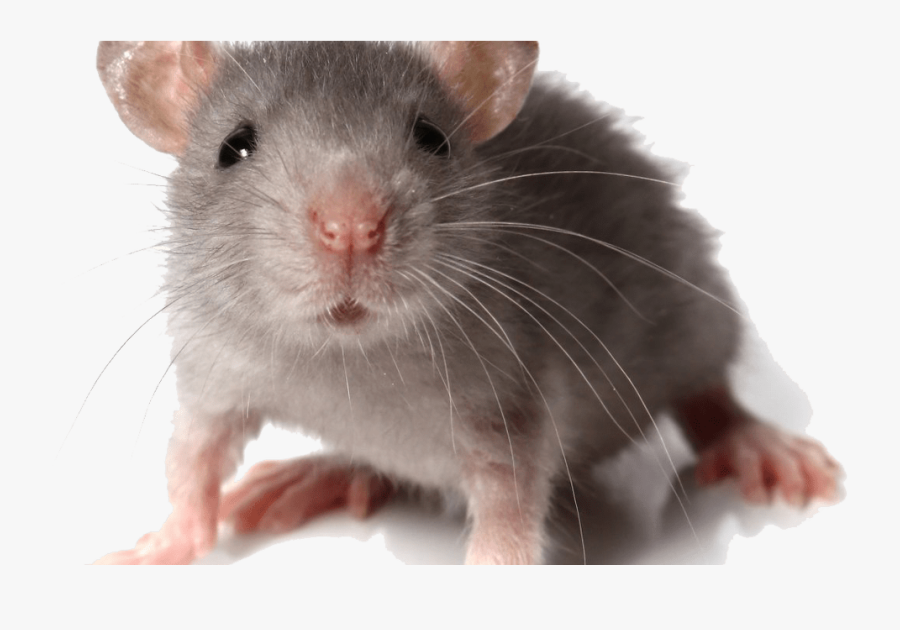 Transparent Dead Rat Png - Baby Mouse Transparent Background, Transparent Clipart