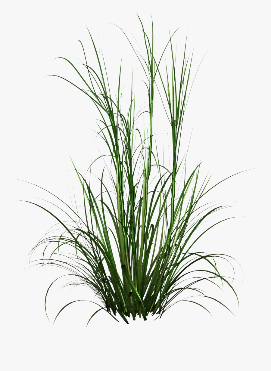 Tall Grass Png - Transparent Background Tall Grass Png, Transparent Clipart