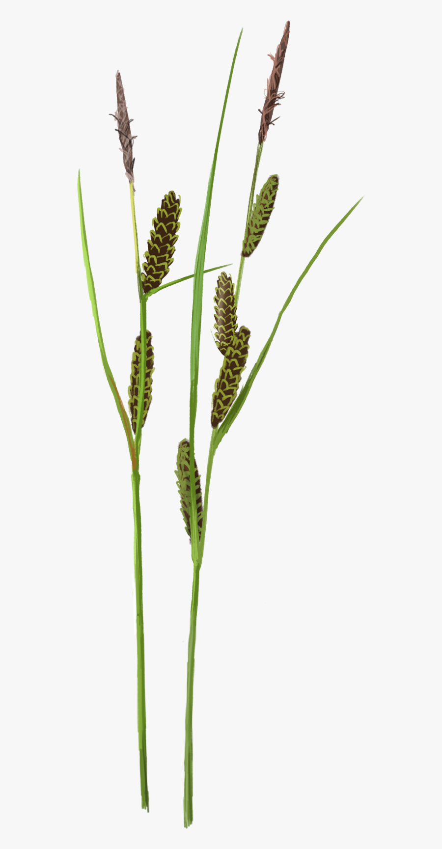 Transparent Wetland Png - Durum, Transparent Clipart