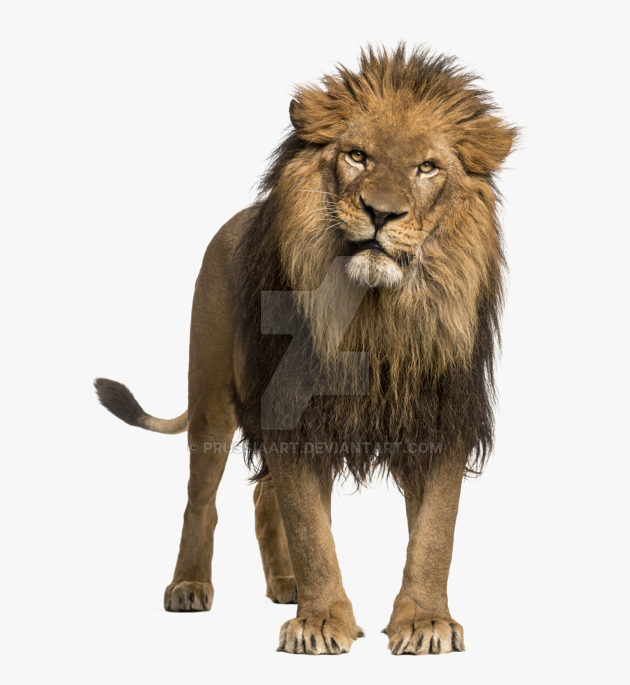 Adult Lion Transparent Background Prussiaart - Animal Lion White Background, Transparent Clipart