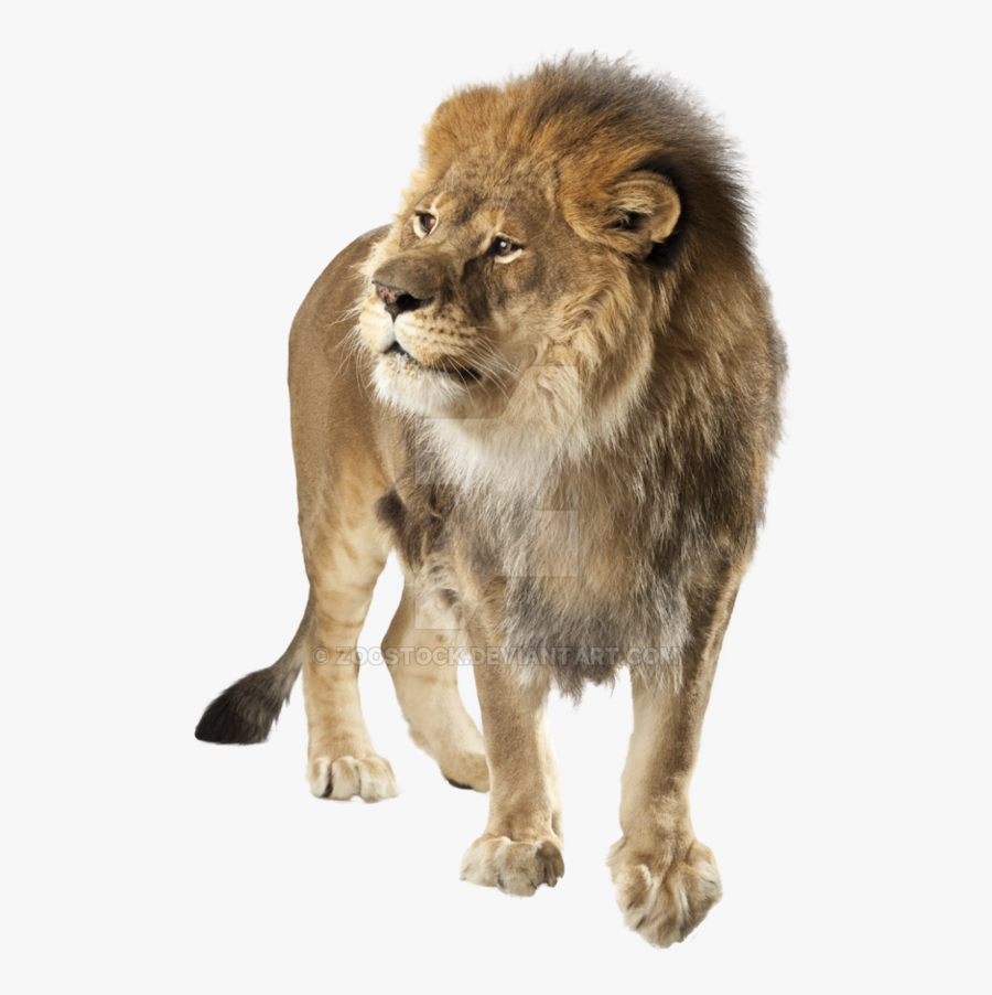 Transparent Angry Lion Png - Lion Angry Png, Transparent Clipart