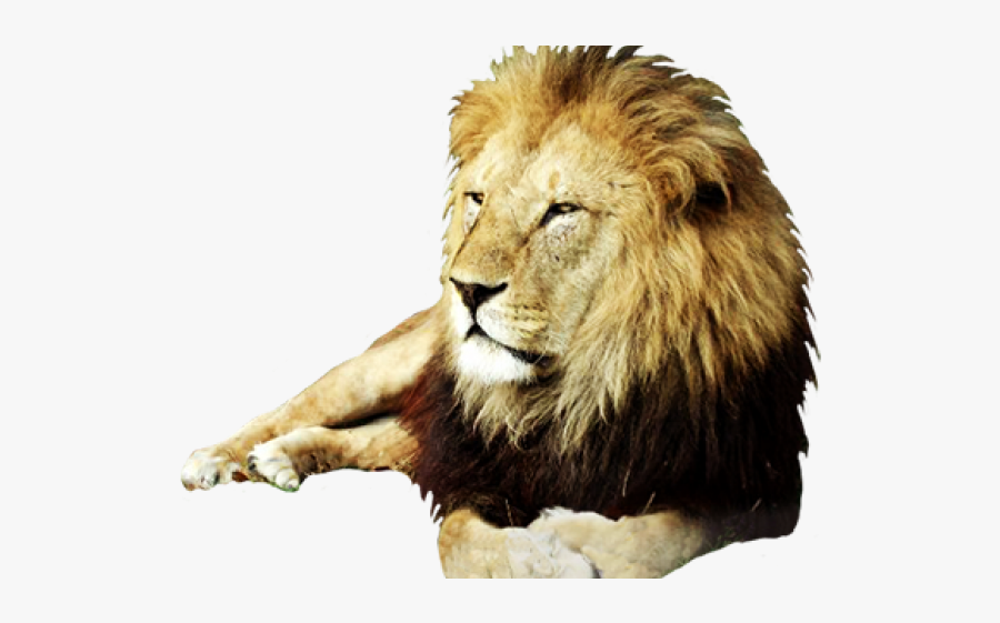 White Lion Clipart Angry Lion - Real Lion Clip Art, Transparent Clipart