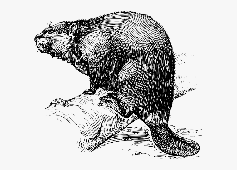 Beaver, Animal, Mammal, Biology, Zoology - Black And White Beaver, Transparent Clipart