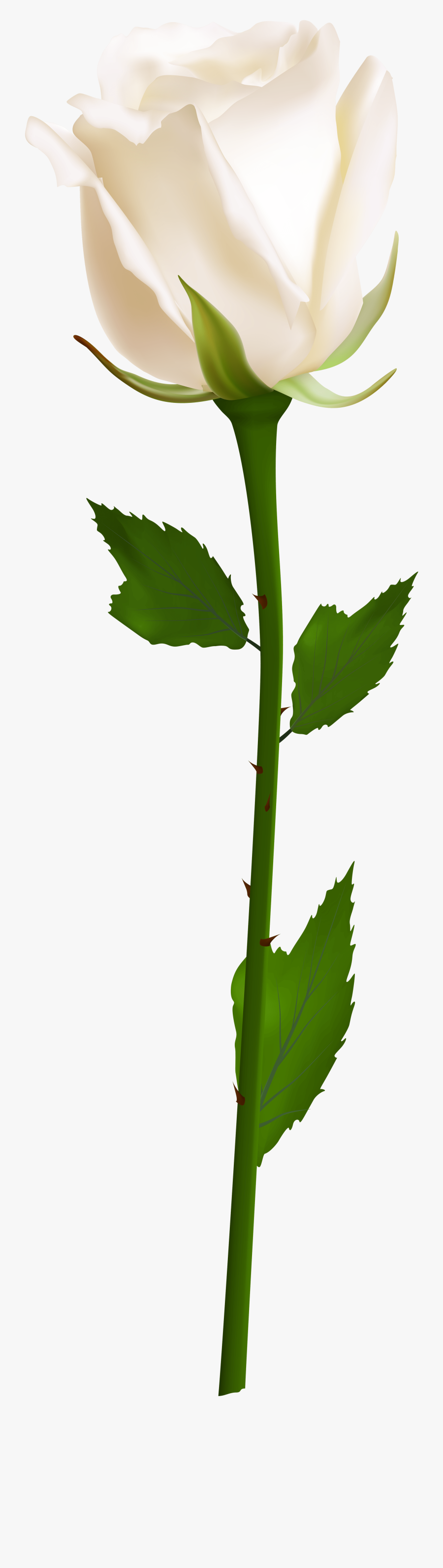 White Rose Transparent Png , Transparent Cartoons - Transparent Background White Rose Png, Transparent Clipart
