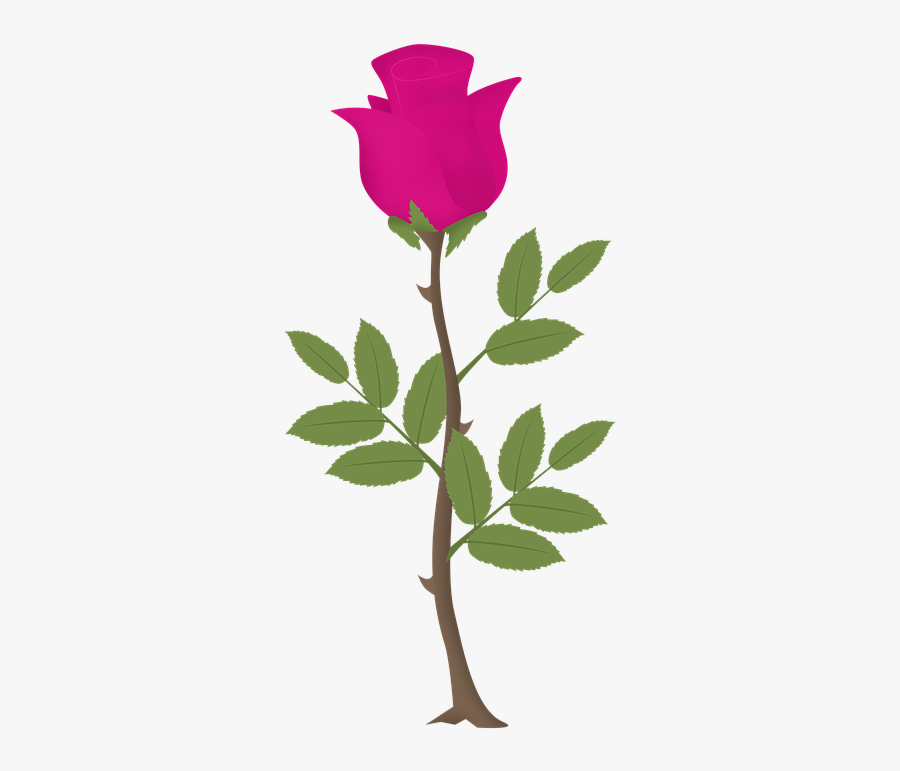 Flower,flowering Rose,pink,plant Stem,pedicel,rose - Rosa Png Vector, Transparent Clipart
