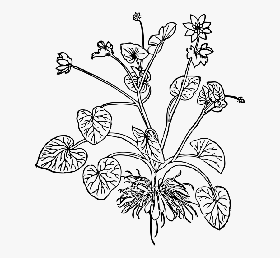 Art,symmetry,monochrome Photography - Lesser Celandine Vector Drawing, Transparent Clipart