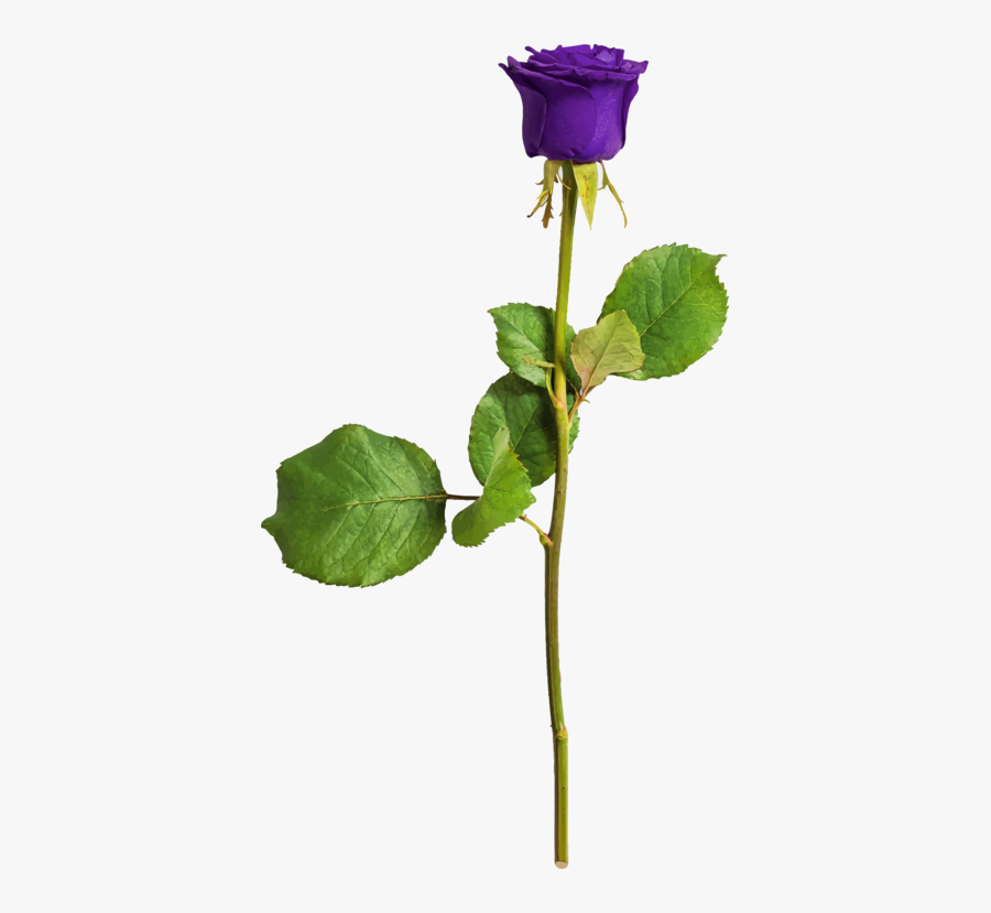 Plant,flower,leaf - Narodowy Dzień Pamięci Ofiar Niemieckich Nazistowskich, Transparent Clipart