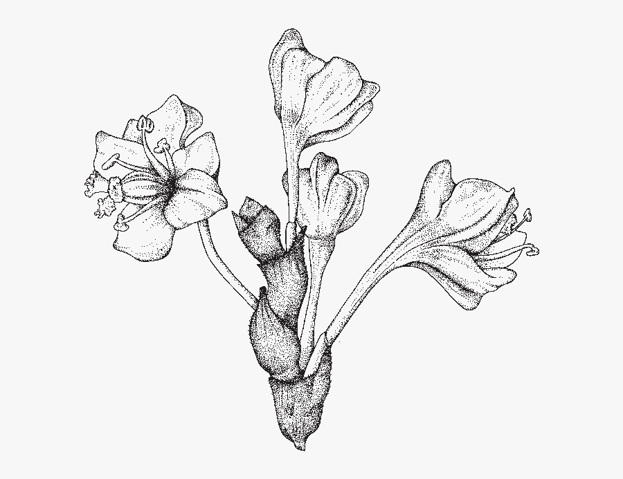 Bud Drawing Plant - Scientific Flower Drawing Png, Transparent Clipart