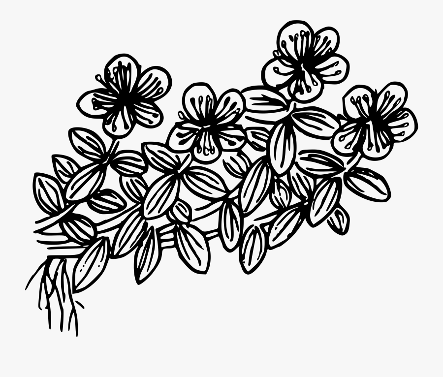 Bog St John"s Wort Clip Arts - Floral Design, Transparent Clipart
