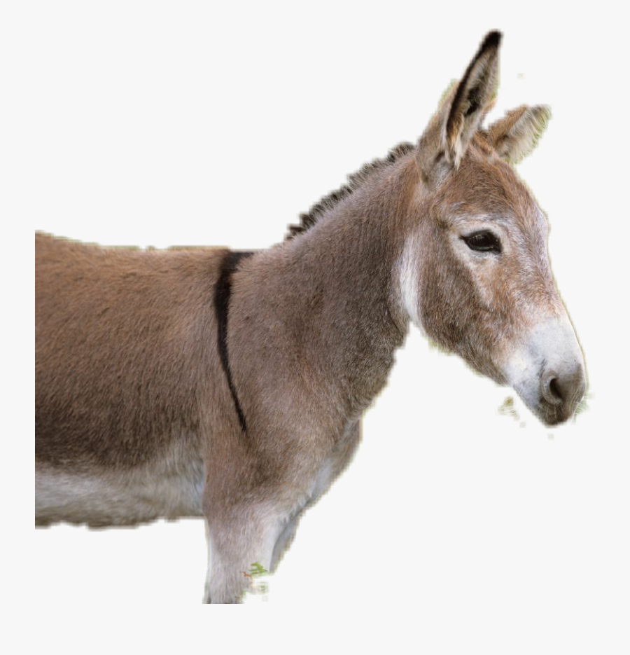 Transparent Hephaestus Clipart - Hephaestus Animal, Transparent Clipart