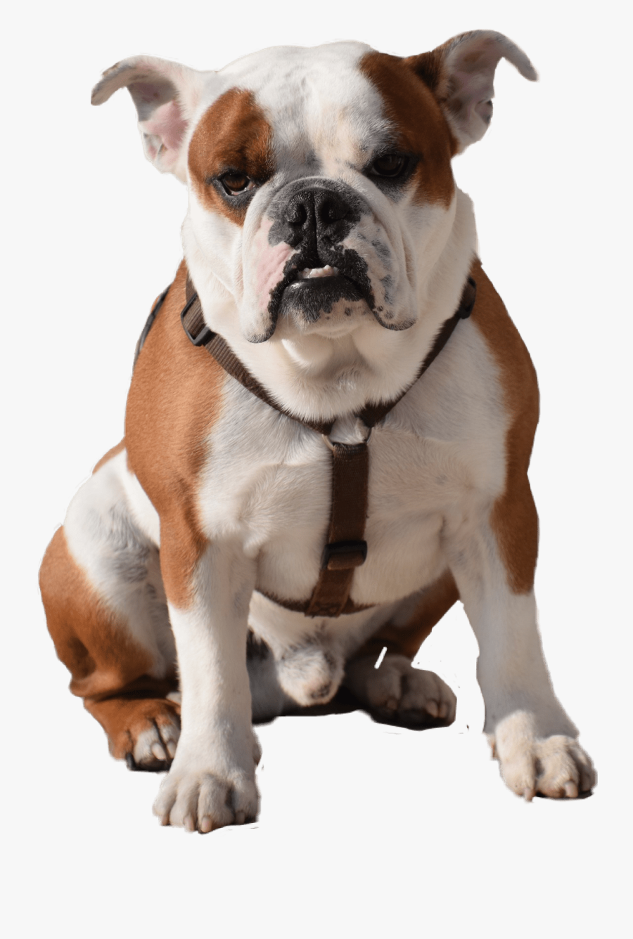 Bulldog Png Transparent Images - Transparent Bull Dog Png, Transparent Clipart