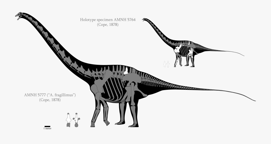 Brontosaurus Drawing Leg - Amphicoelias Altus Skeleton, Transparent Clipart