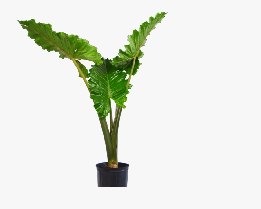 Alocasia Portora "elephant Ear - Transparent Elephant Ear Png, Transparent Clipart
