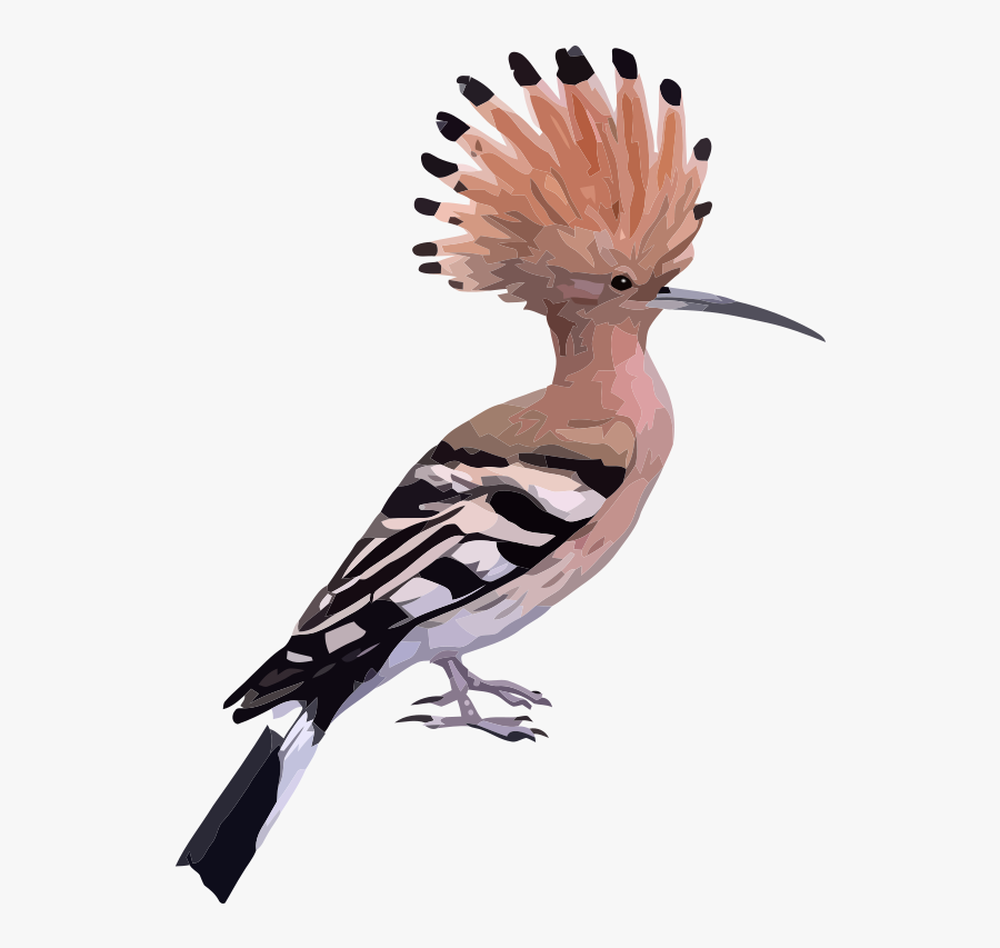 Hoopoe With White Background, Transparent Clipart