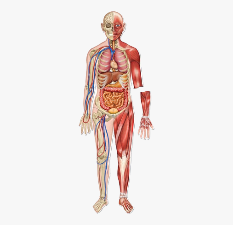 Y2 Science Project - Body Systems In One Body, Transparent Clipart