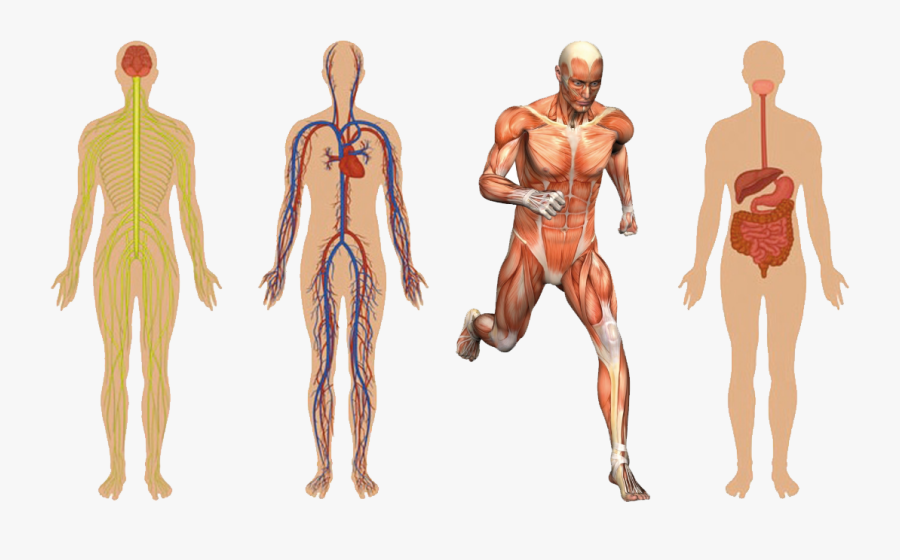 Системы тела человека. Анатомия человеческого тела. Физиология тела человека. Скелет человека с мышцами и органами. Найди human