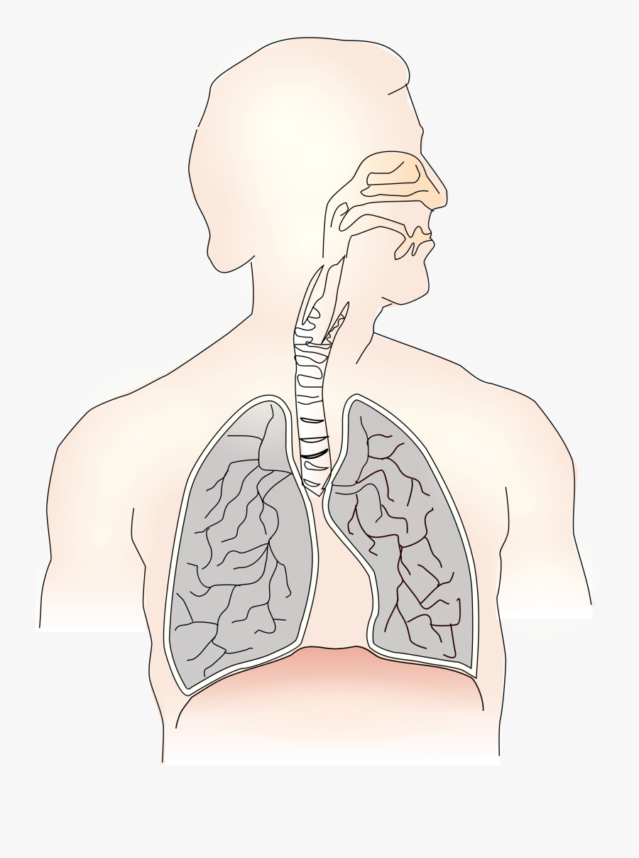 Transparent Human Body Clipart - Human Lungs Diagram Unlabeled, Transparent Clipart