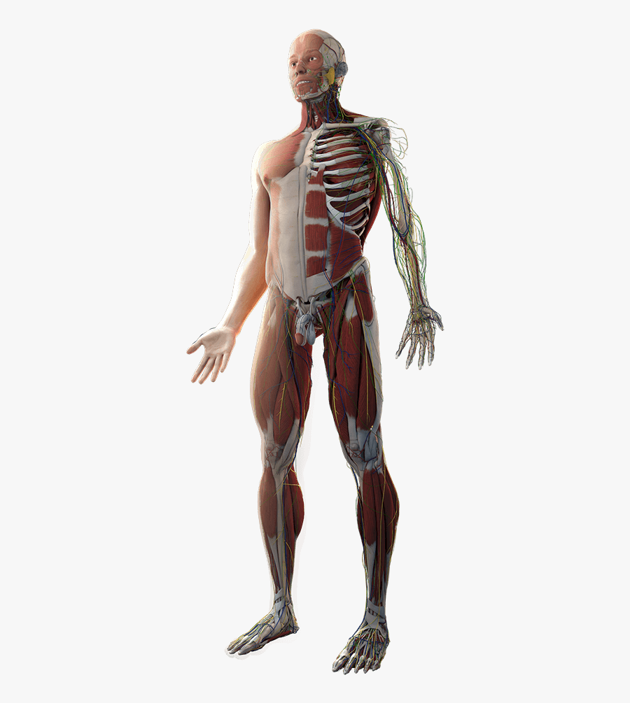 Transparent Human Anatomy Png - Human Body Anatomy Png, Transparent Clipart
