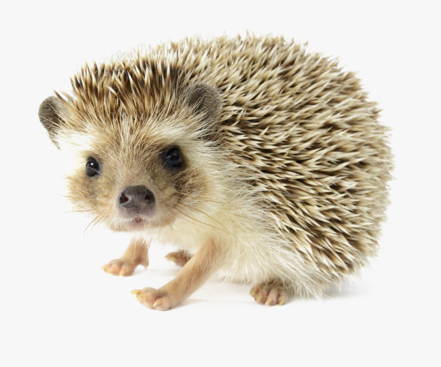 Hedgehog Png, Transparent Clipart
