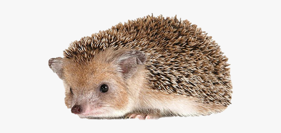 Download Hedgehog Png Transparent Images Transparent - Percy The Park Keeper Hedgehog, Transparent Clipart