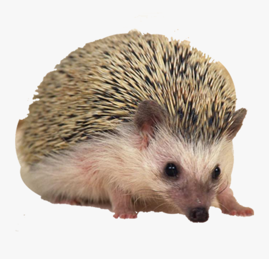 Hedgehog Png Free Download - 刺蝟, Transparent Clipart
