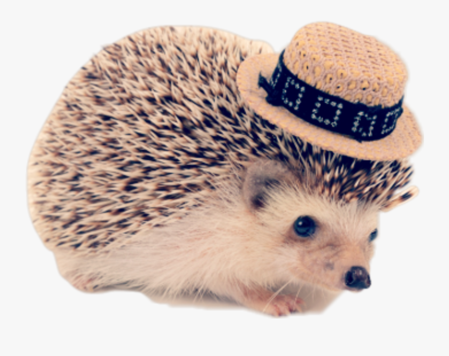 #hedgehog #freetoedit #cute #nature - Funny Hedgehog, Transparent Clipart