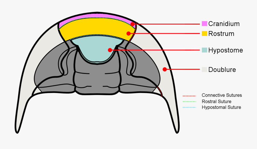 Trilobite Cephalon Ventral Anatomy - 삼엽충 명칭, Transparent Clipart