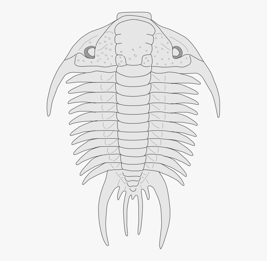 Free Trilobite - Paraceraurus - Trilobite Silhouette, Transparent Clipart