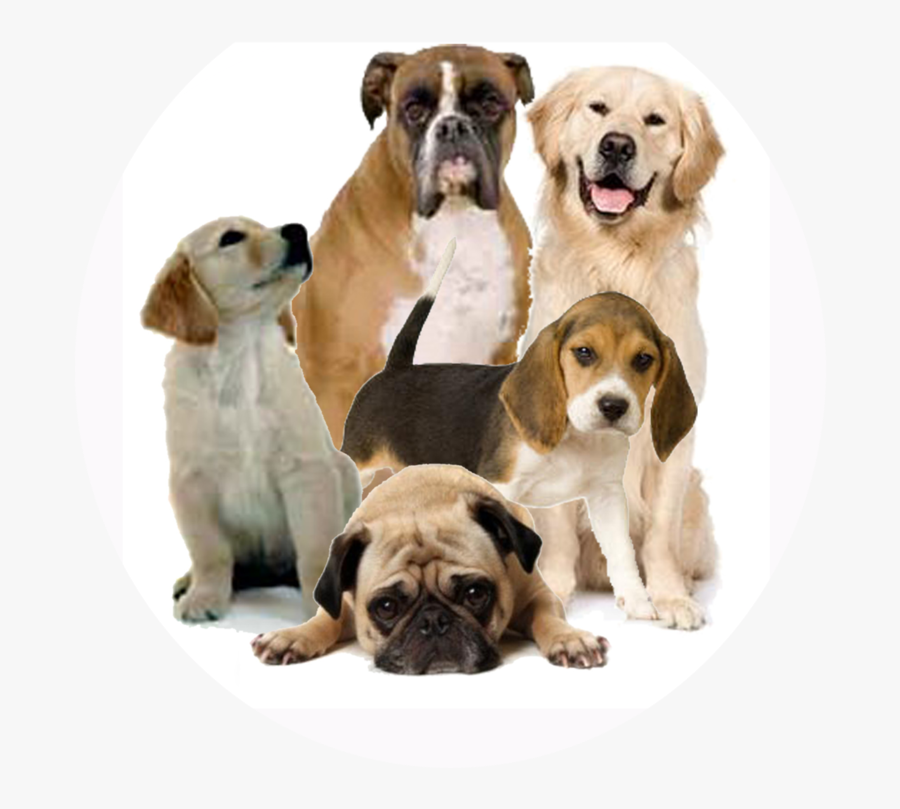 Dog Png - Dogs Png, Transparent Clipart