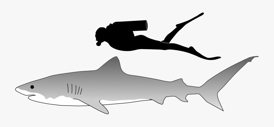 Length Of A Tiger Shark, Transparent Clipart