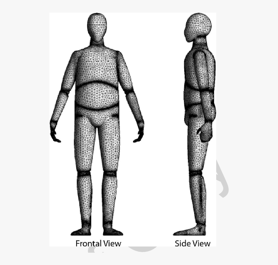 Human Figure Png - Computer Model Of Human Body, Transparent Clipart