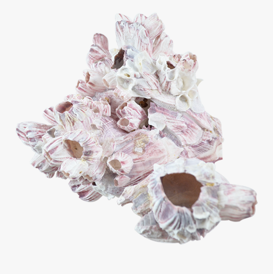 Clip Art Barnacle Cluster Various Sizes, Transparent Clipart