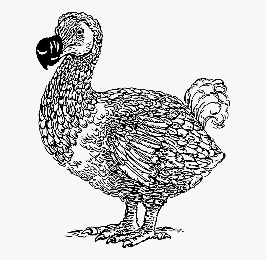 Dodo - Do Do Bird Drawings, Transparent Clipart