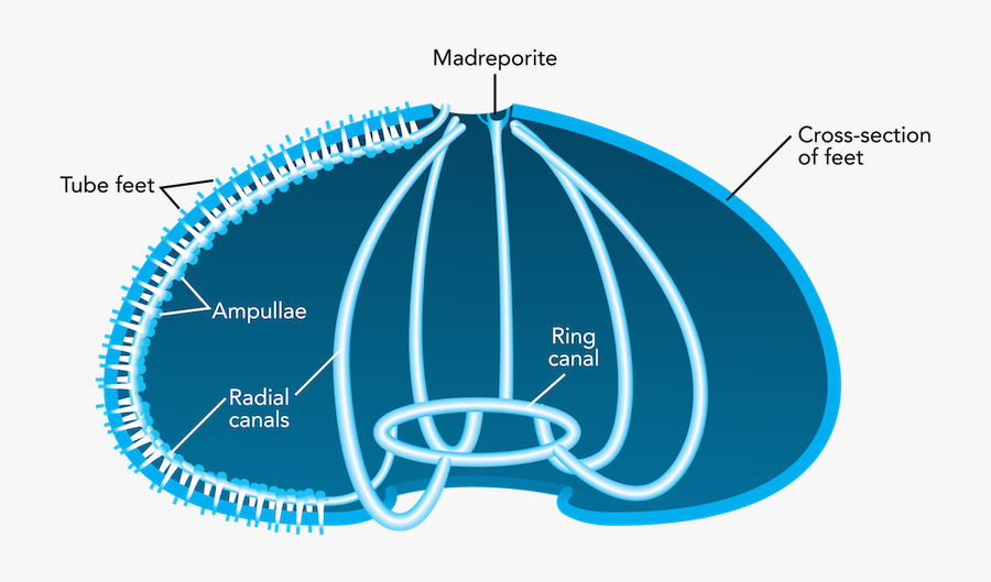 Clip Art Sea Hedgehog - Sistema Circulatorio Del Erizo De Mar, Transparent Clipart