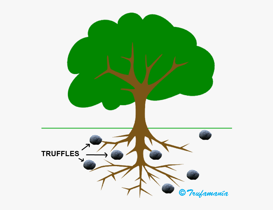 Mycorrhize - Tree Clip Art, Transparent Clipart