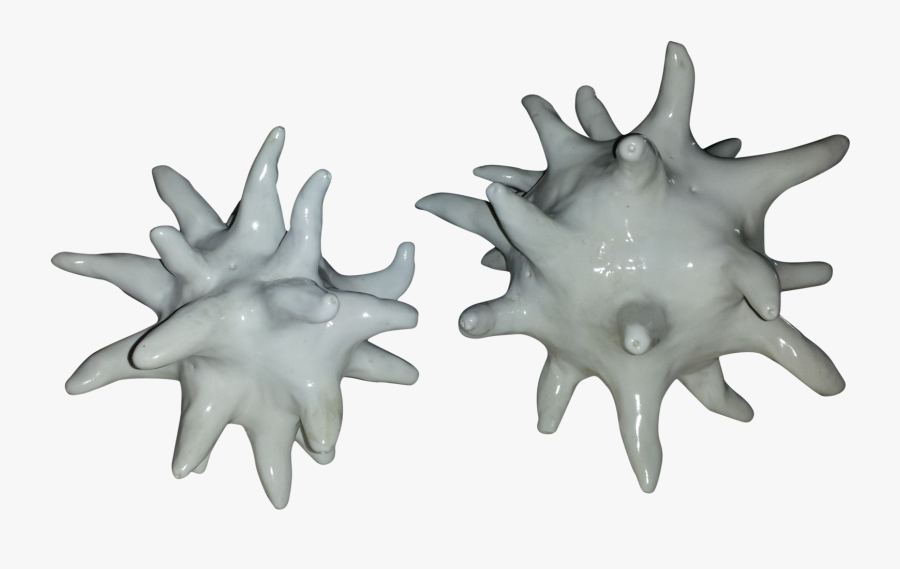Transparent Sea Urchin Png - Starfish, Transparent Clipart