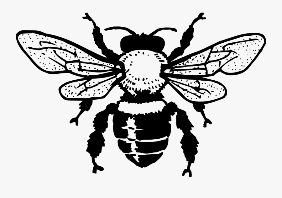 Honey Bee Black And White Clipart , Png Download - Free Bee Clipart Black And White, Transparent Clipart