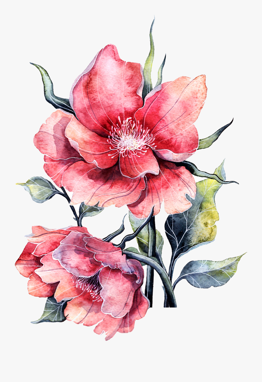 Bloom Flower Peony Rose Watercolor Paper Full Clipart - Rose Pinj Blooms Painting, Transparent Clipart