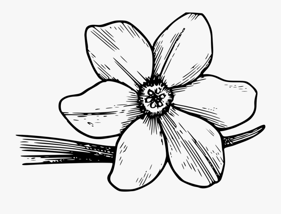 Flower Bloom Dogwood Free Vector Graphic On Pixabay - Flowering Dogwood Black And White, Transparent Clipart