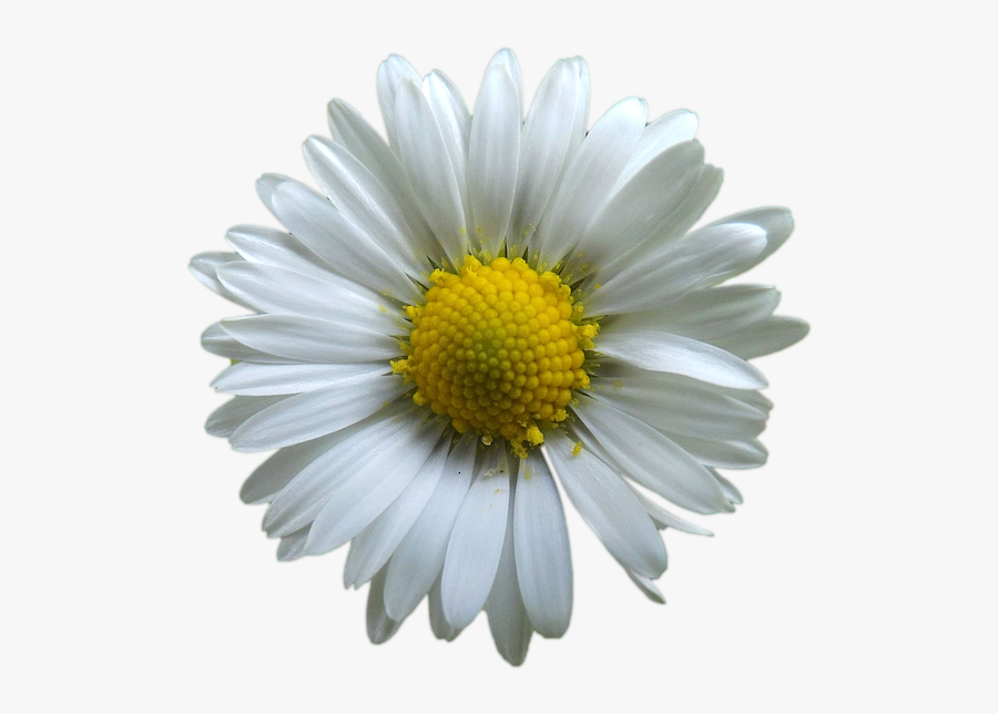 Dessin Fleur Blanche Png, Transparent Clipart