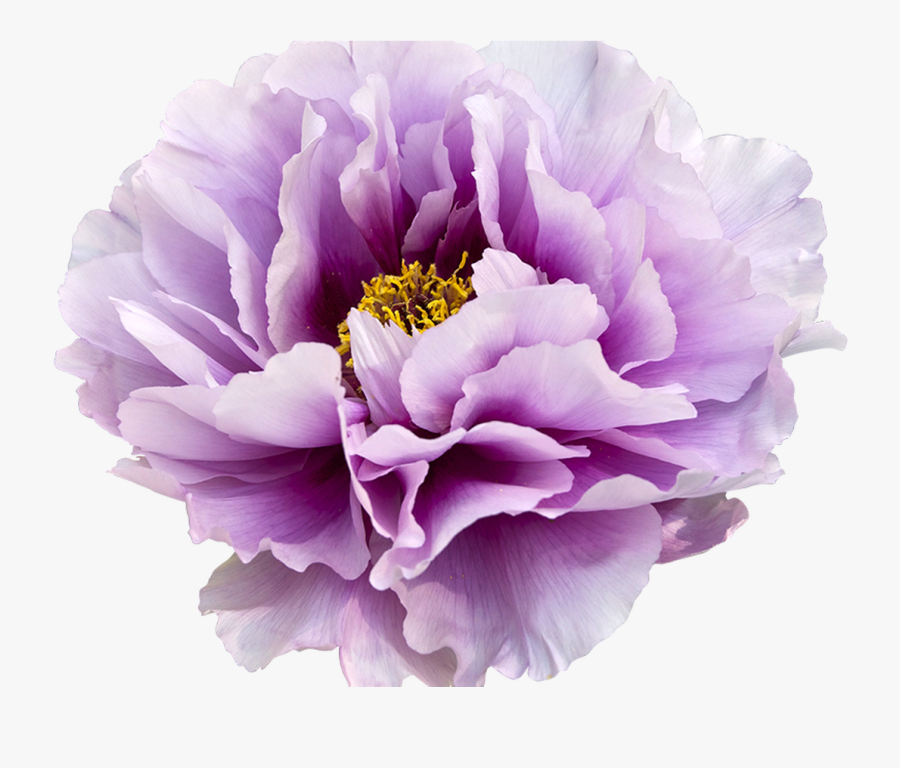 Buy2get1free Hand Drawn Flower Bloom Clipart By Qidsignproject - Flower Watercolor Transparent Backgrounds, Transparent Clipart