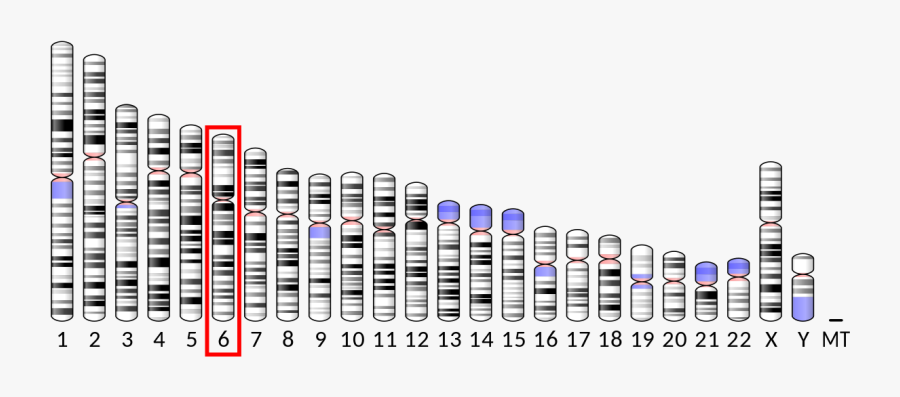 Chromosome 3, Transparent Clipart