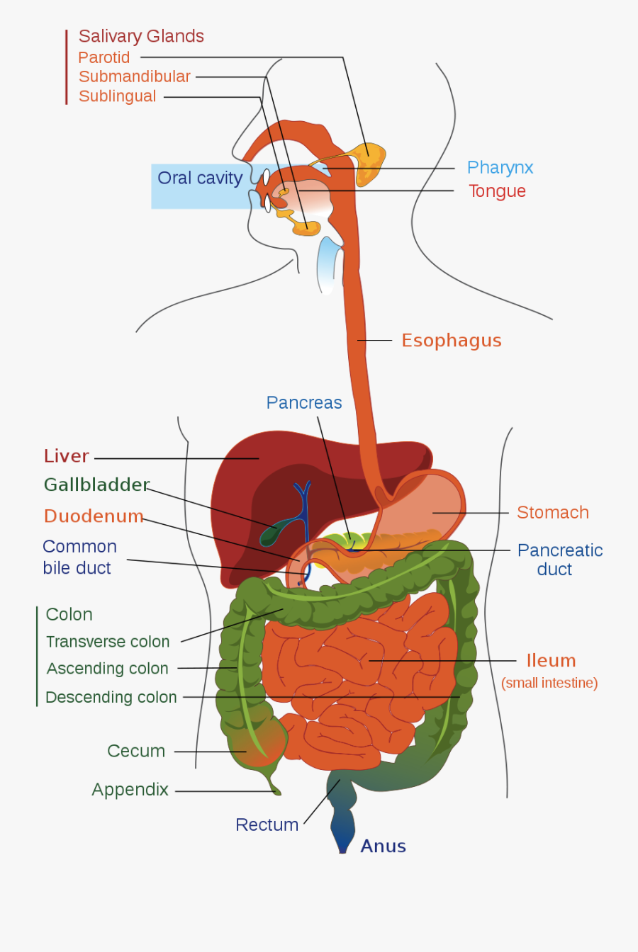 Digestive System Diagram, Transparent Clipart