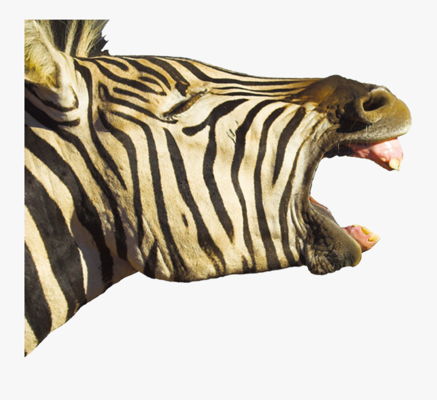 Horse Foal Hippopotamus Zebra Yawn - Zebra Yawning, Transparent Clipart