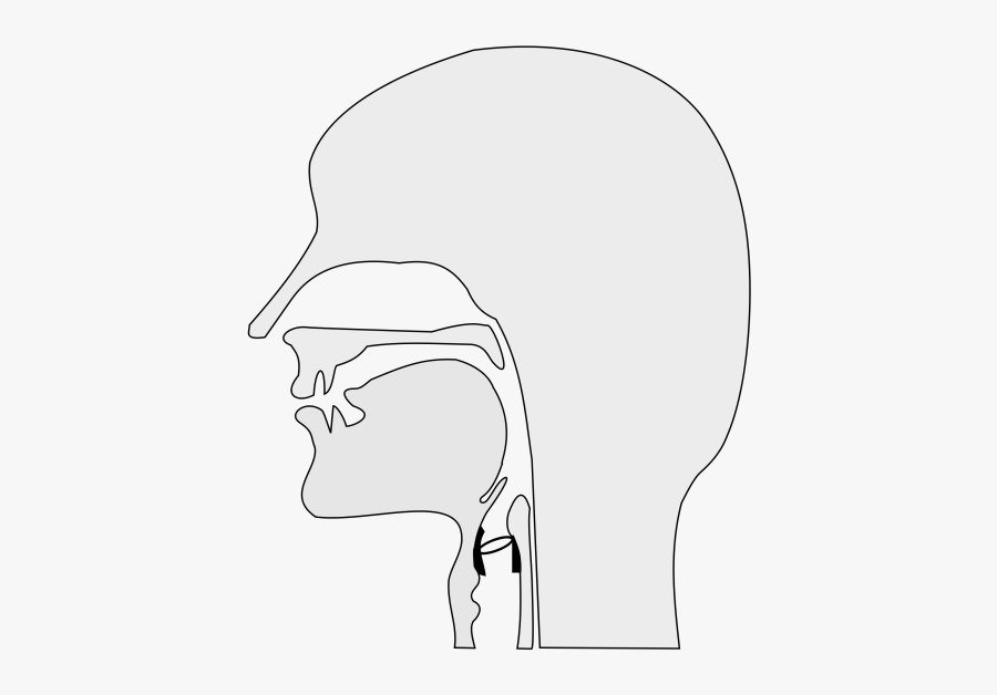 Vocal Tract, Transparent Clipart
